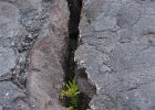 b Hilo Hawaii (41)